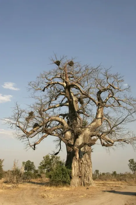 Framed Print : Baobab Tree. South Langwa Valley - Zambia - Africa Framed Print : Baobab Tree. South Langwa Valley - Zambia - Africa