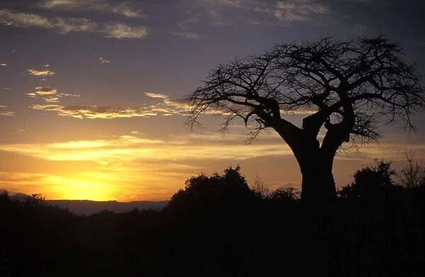 Baobab Tree at Sunset Tarangire National Park, Tanzania
