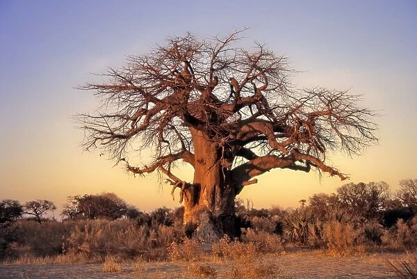 Baobab Tree winter Okavango Delta, Botswana, Africa