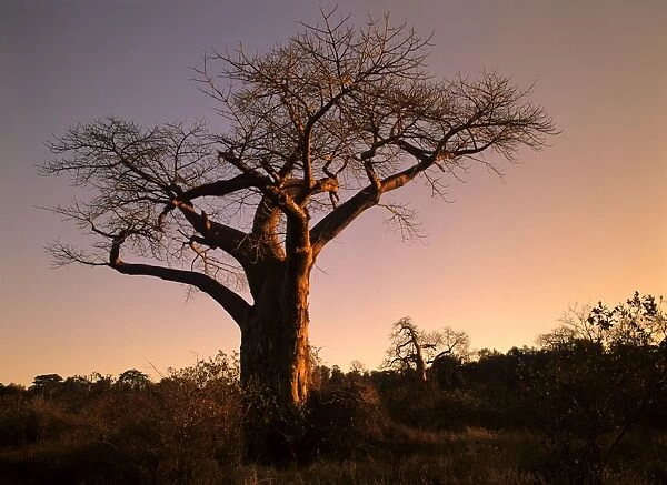 Baobab trees giant individuals in last evening light Kruger National Park, South Africa