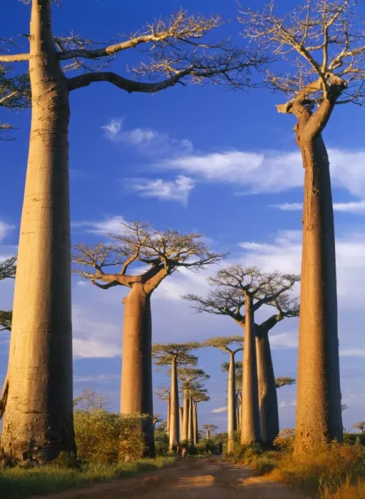 Framed Print : Baobab Trees - at sunset Madagascar Framed Print : Baobab Trees - at sunset Madagascar