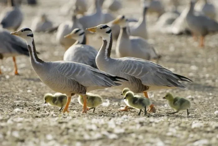 Framed Print : Bar-headed Geese - With goslings - Lake Quinghai Tibet plateau China Framed Print : Bar-headed Geese - With goslings - Lake Quinghai Tibet plateau China