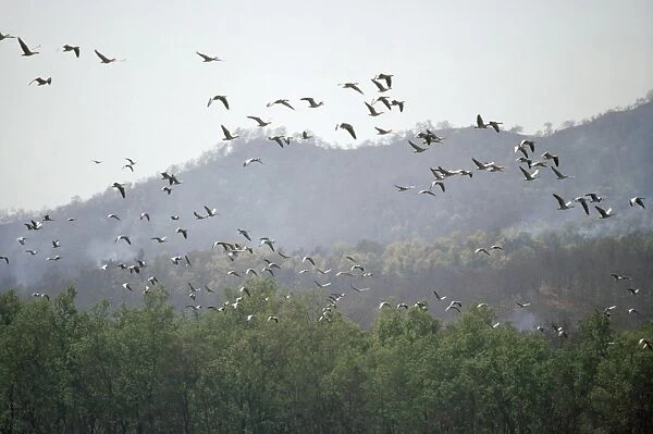 Bar-headed Geese - migrating over Himalayas, without oxygen. Kathmandu, Nepal