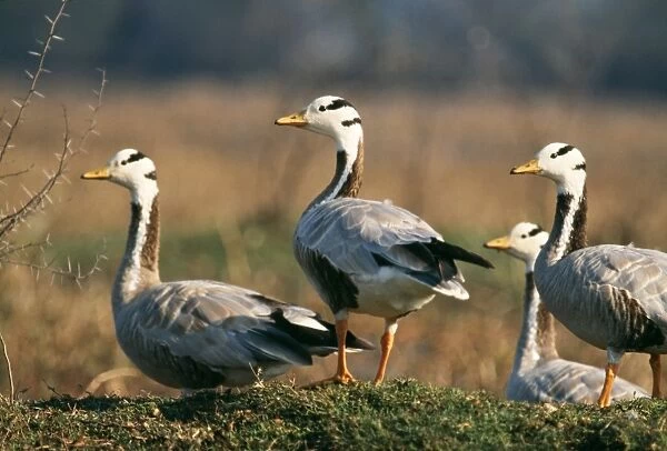 Bar-headed Geese On the mound