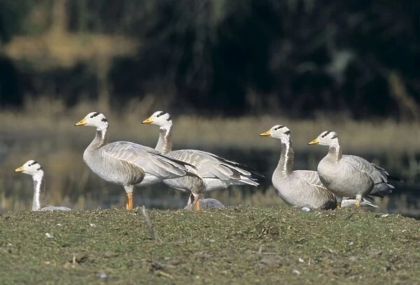 Bar-headed Geese on the mound, Keoladeo National Park, India
