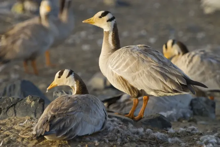 Framed Print : Bar-headed geese - Quinghai Tibet plateau - China