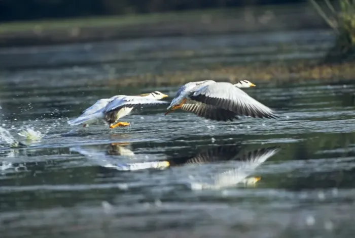 Framed Print : Bar-headed Geese taking off, Keoladeo National Park, India Framed Print : Bar-headed Geese taking off, Keoladeo National Park, India