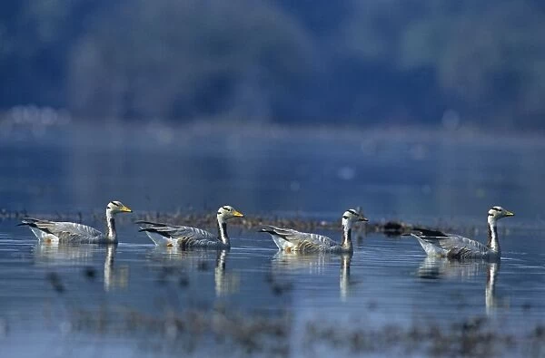 Bar-headed Geese - In water Keoladeo National Park, India