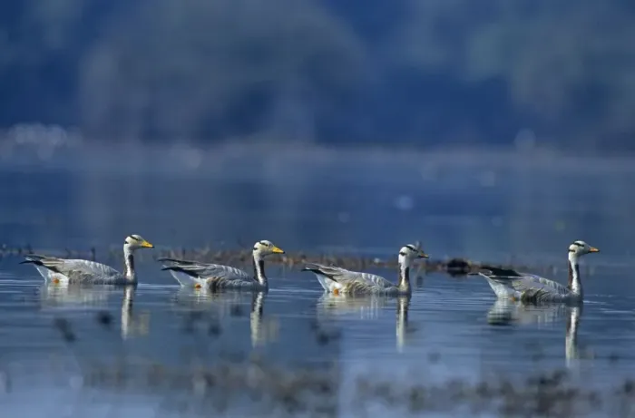 Framed Print : Bar-headed Geese - In water Keoladeo National Park, India Framed Print : Bar-headed Geese - In water Keoladeo National Park, India