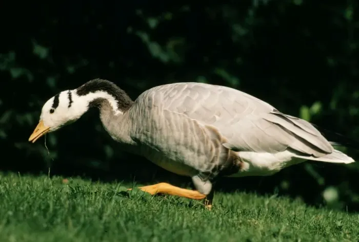 Framed Print : Bar-headed Goose Framed Print : Bar-headed Goose