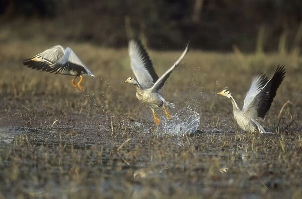Bar-headed Goose Geese in flight, taking off India