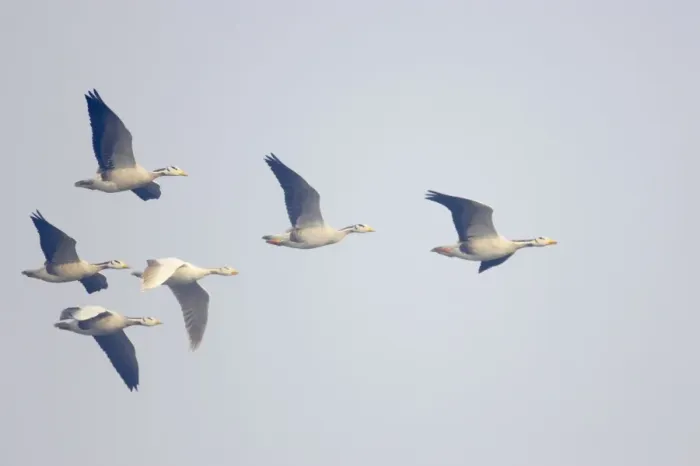 Framed Print : Bar-Headed Goose - group in flight - Keoladeo Ghana National Park - Bharatpur - Rajasthan - India BI017566 Framed Print : Bar-Headed Goose - group in flight - Keoladeo Ghana National Park - Bharatpur - Rajasthan - India BI017566