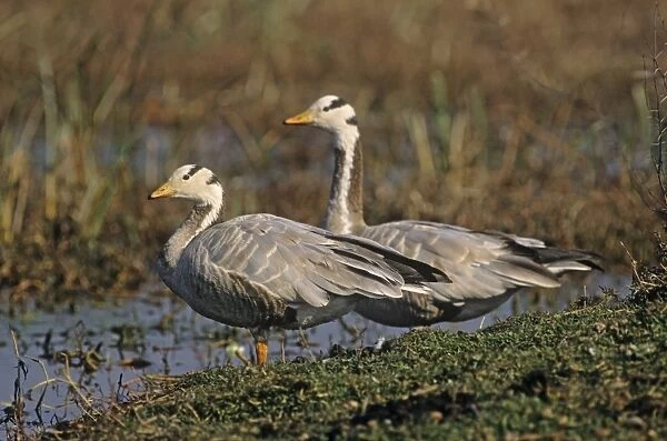 Bar-headed Goose on the mound, Keoladeo Narional Park, India