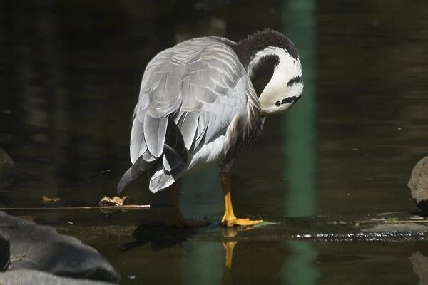 Bar-headed Goose - Preening A widespread winter visitor in India on large rivers and inland lakes