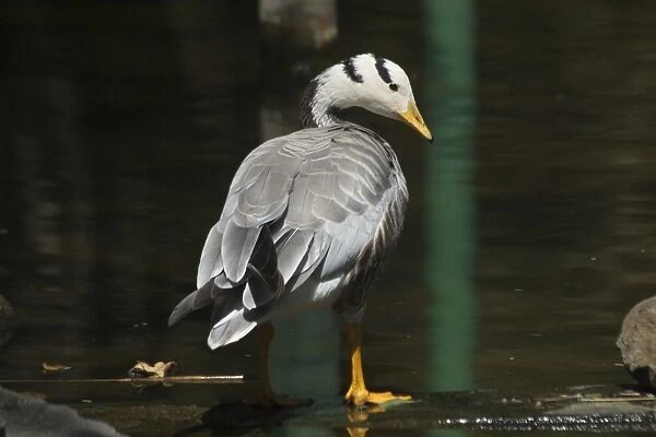 Bar-headed Goose - Standing at waters edge A widespread winter visitor in India on large rivers and inland lakes