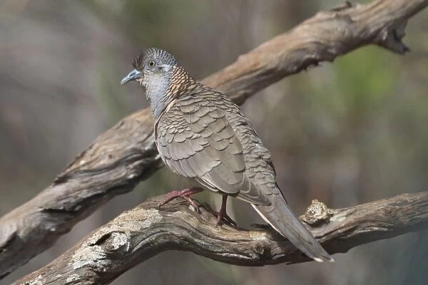 Bar-shouldered Dove Found across the north and east of Australia. Common in the north less so in the southeast. Inhabits dry woodlands, mallee, coastal scrub and inland spinifex scrub. Usually near water especially inland