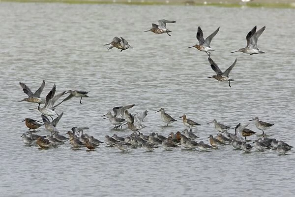Bar-Taied Godwit - and Knot taking flight from sea shore, June Isle of Texel, Holland