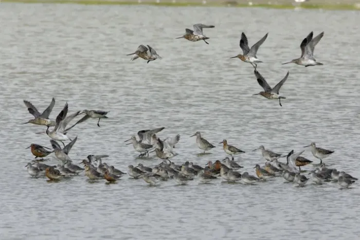 Framed Print : Bar-Taied Godwit - and Knot taking flight from sea shore, June Isle of Texel, Holland Framed Print : Bar-Taied Godwit - and Knot taking flight from sea shore, June Isle of Texel, Holland