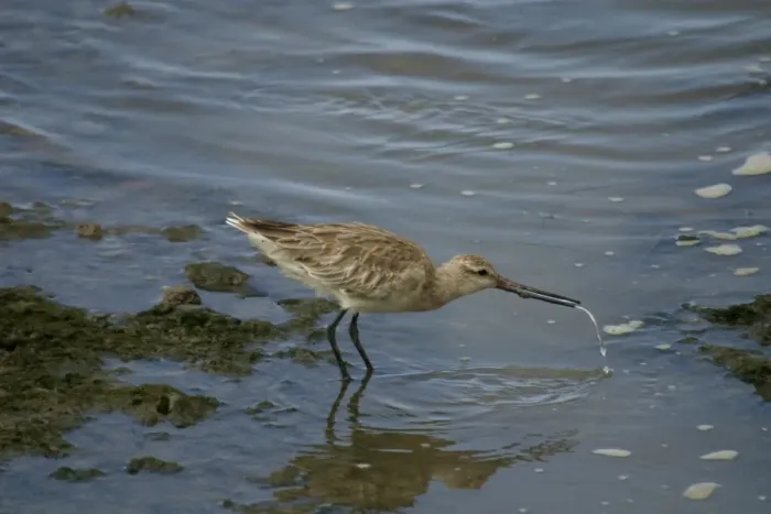 Framed Print : Bar-tailed Godwit Cairns foreshore, Queensland, Australia