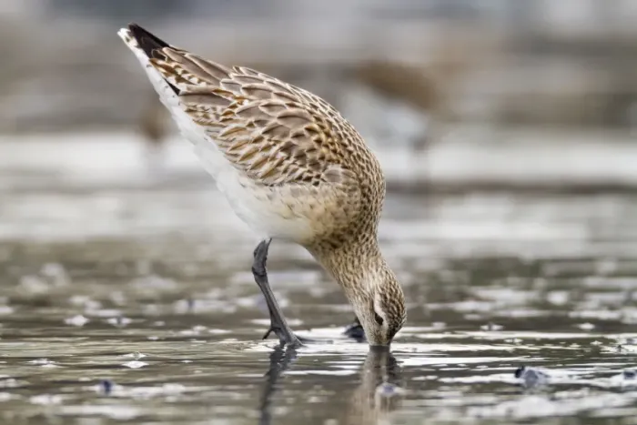 Framed Print : Bar Tailed Godwit - Cornwall - UK Framed Print : Bar Tailed Godwit - Cornwall - UK