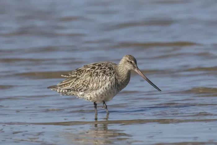 Framed Print : Bar-tailed Godwit female 01 Framed Print : Bar-tailed Godwit female 01