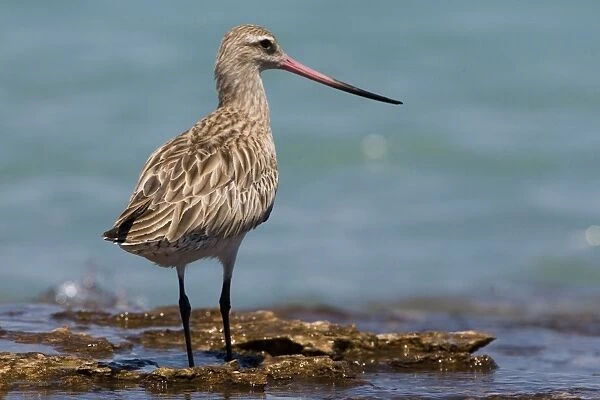 Bar-tailed Godwit female showing long bi-coloured bill Breeds in the far north Arctic tundra from Scandinavia to Siberia and Alaska. Winters on many southern coastlines except North and South America