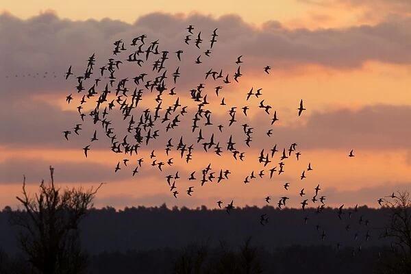 Bar-tailed godwit - flock of mainly bar-tailed godwits (with some Knot) silhouetted against the sunrise. Norfolk, UK