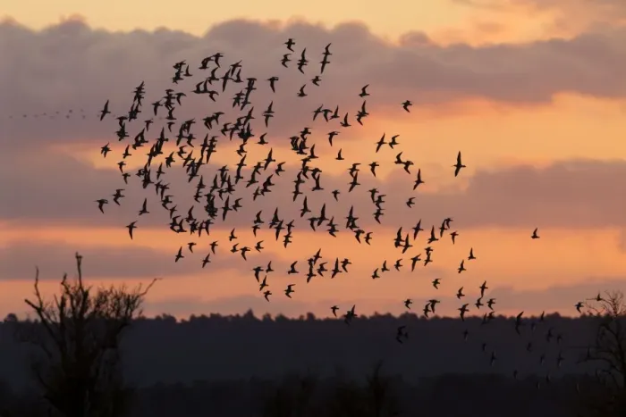Framed Print : Bar-tailed godwit - flock of mainly bar-tailed godwits (with some Knot) silhouetted against the sunrise. Norfolk, UK Framed Print : Bar-tailed godwit - flock of mainly bar-tailed godwits (with some Knot) silhouetted against the sunrise. Norfolk, UK