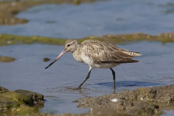 Framed Print : Bar-tailed Godwit On the foreshore at Cairns Esplanade, Queensland, Australia Framed Print : Bar-tailed Godwit On the foreshore at Cairns Esplanade, Queensland, Australia
