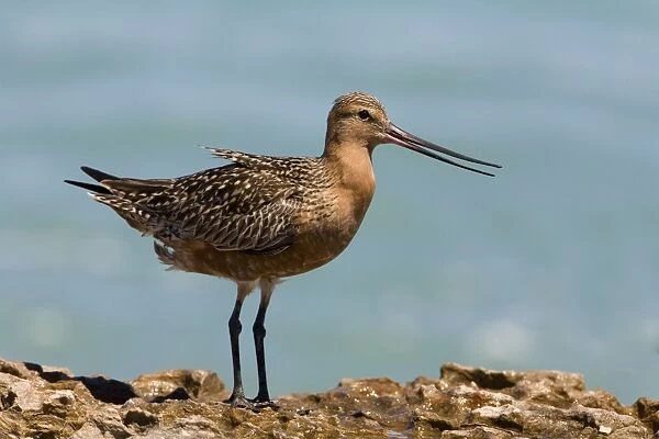 Bar-tailed Godwit male in breeding plumage dissipating heat Breeds in the far north Arctic tundra from Scandinavia to Siberia and Alaska. This bird dissipating heat in 3 ways; raising feathers from cloaca and on its back