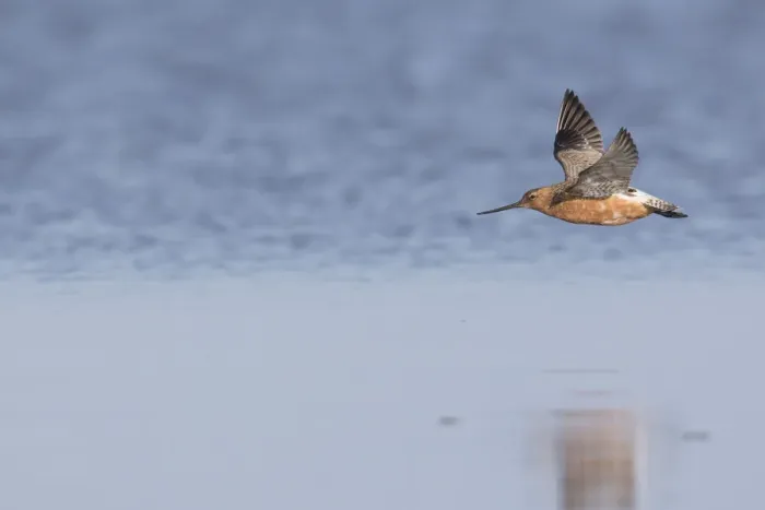 Framed Print : Bar-tailed Godwit male flight 02 Framed Print : Bar-tailed Godwit male flight 02