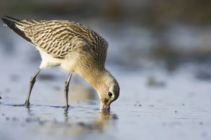 Framed Print : Bar-Tailed Godwit. Probing for food in winter. South Gare, Cleveland, England, UK