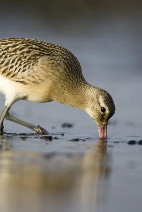 Framed Print : Bar-Tailed Godwit. Probing for food in winter. South Gare, Cleveland, England, UK Framed Print : Bar-Tailed Godwit. Probing for food in winter. South Gare, Cleveland, England, UK