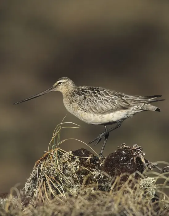 Framed Print : Bar-tailed Godwit. USA Framed Print : Bar-tailed Godwit. USA