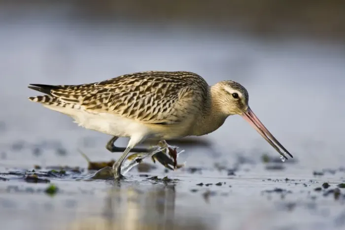 Framed Print : Bar-Tailed Godwit. In winter. South Gare, Cleveland, England, UK Framed Print : Bar-Tailed Godwit. In winter. South Gare, Cleveland, England, UK