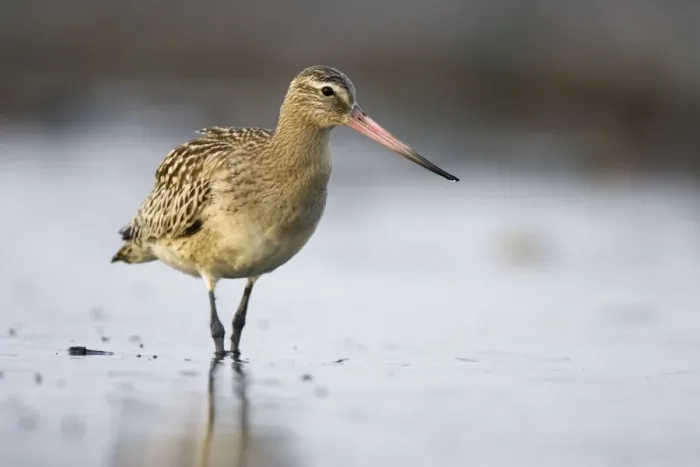 Framed Print : Bar-Tailed Godwit In winter South Gare, Cleveland, England, UK