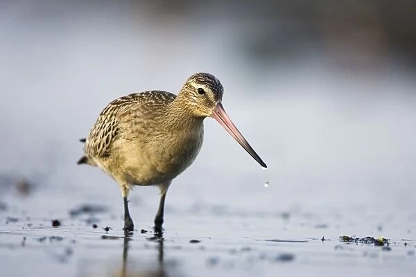 Bar-Tailed Godwit In winter South Gare, Cleveland, England, UK