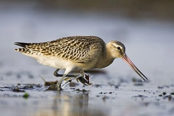 Bar-Tailed Godwit. In winter. South Gare, Cleveland, England, UK