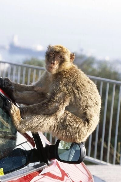 Barbary Ape - On Car. IUCN Vulnerable Gibraltar