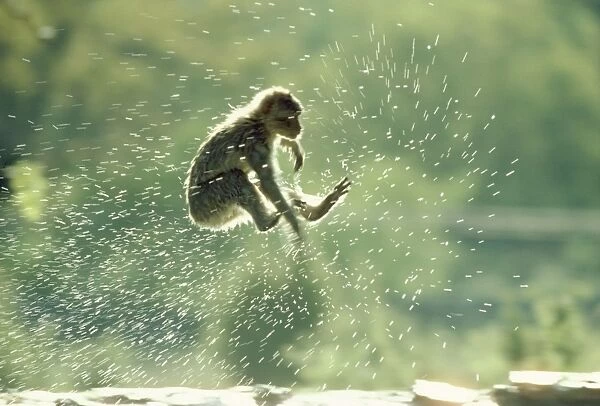 Barbary Ape - jumping into water