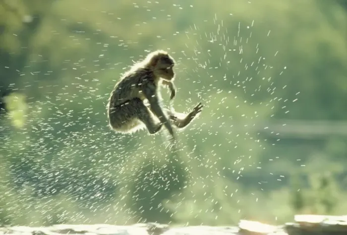 Framed Print : Barbary Ape - jumping into water Framed Print : Barbary Ape - jumping into water