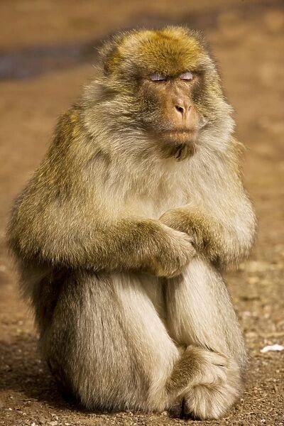Barbary Ape  /  Macaque - with eyes closed; in the Middle Atlas Mountains, Morocco