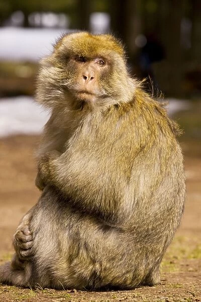 Barbary Ape  /  Macaque - Middle Atlas Mountains, Morocco