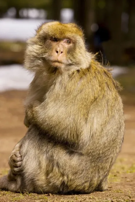 Framed Print : Barbary Ape / Macaque - Middle Atlas Mountains, Morocco Framed Print : Barbary Ape / Macaque - Middle Atlas Mountains, Morocco