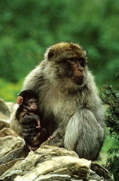 Barbary Ape  /  Macaque - Mother and young, Morocco JPF52609