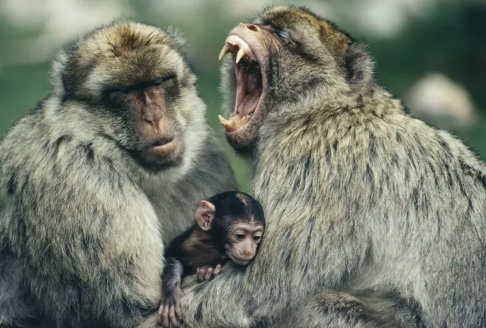 Framed Print : Barbary Apes - Males using newborn to avoid aggression between them Framed Print : Barbary Apes - Males using newborn to avoid aggression between them