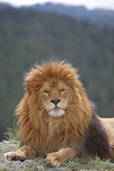 Barbary  /  Atlas  /  Nubian Lion. Extinct in wild