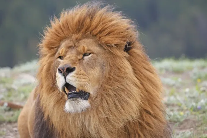 Framed Print : Barbary / Atlas / Nubian Lion. Extinct in wild Framed Print : Barbary / Atlas / Nubian Lion. Extinct in wild