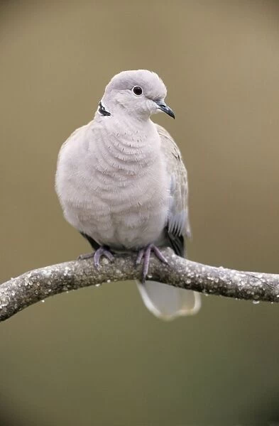 Barbary Dove - portrait