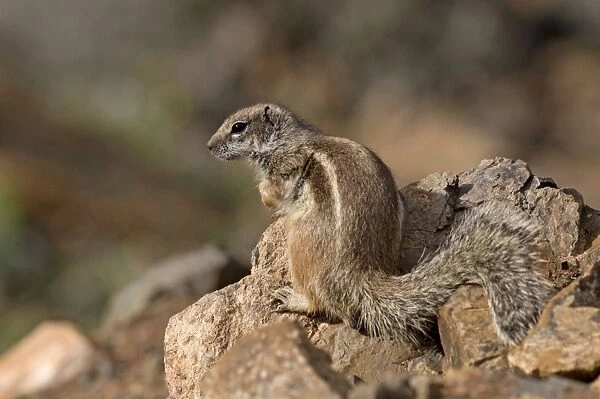 Barbary Ground Squirrel - Fuerteventura - Canary Islands